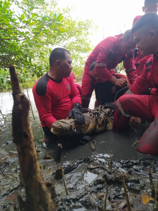 Buaya Sepanjang 1,5 Meter Masuk ke Keramba Nelayan di Muaro Pantai Jenggalu