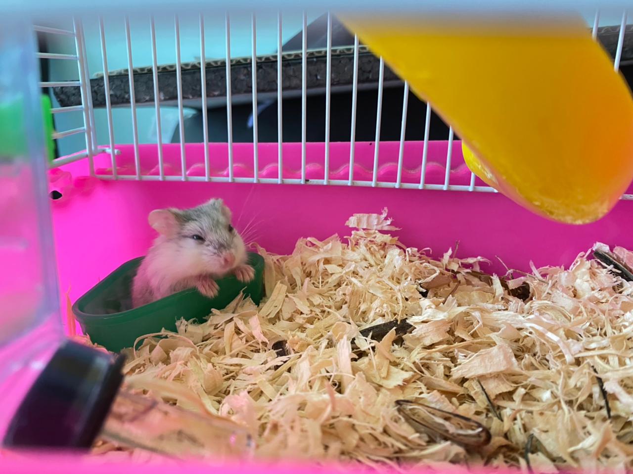 Jenis-Jenis Hamster dan Cara Perawatan