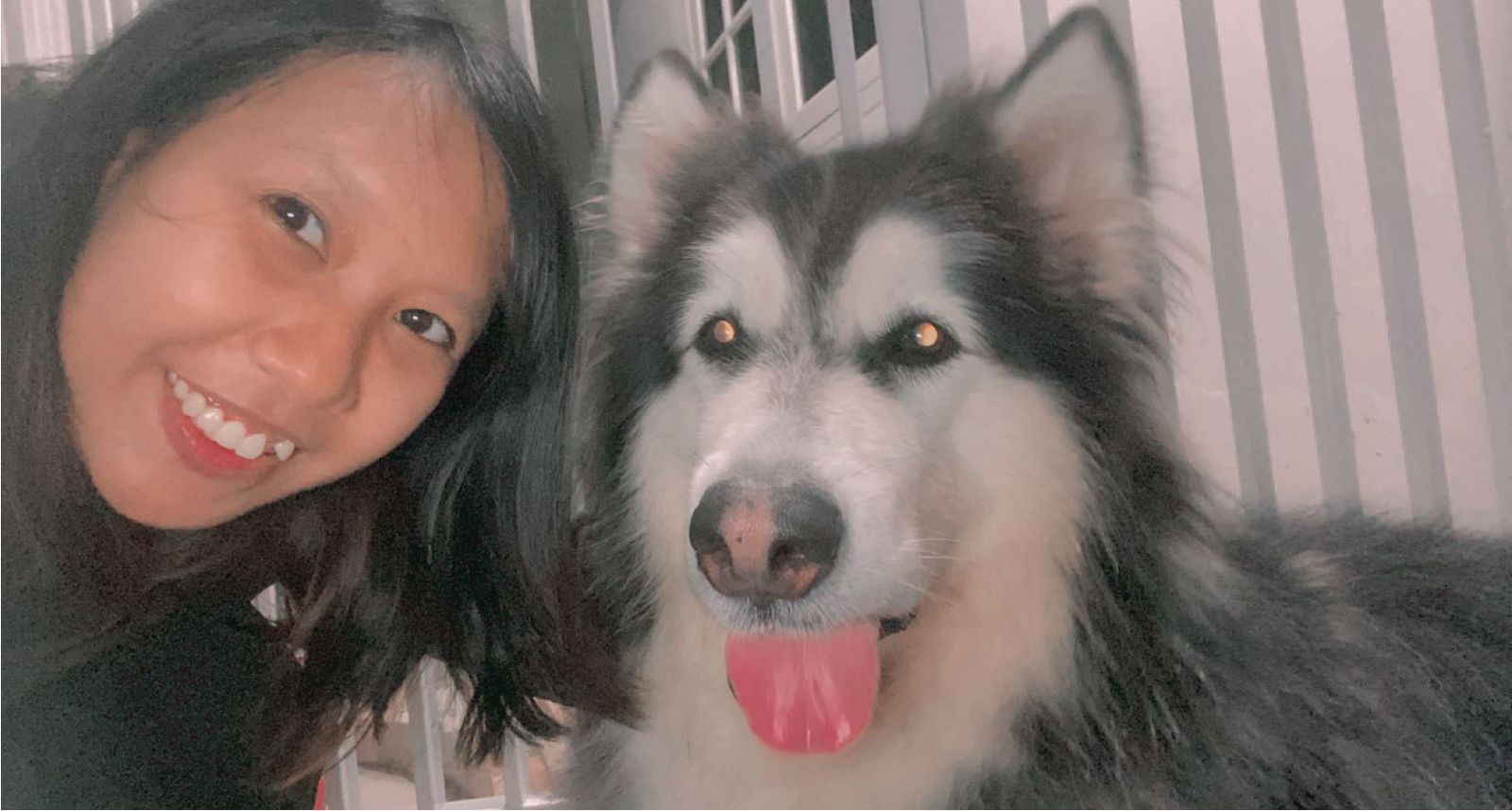 Cara Merawat Anjing Husky di Cuaca Tropis