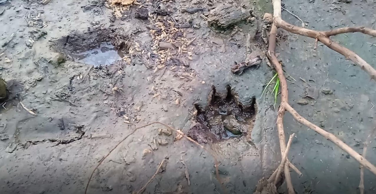 Heboh Jejak Kaki Diduga Harimau di Mukomuko, BKSDA Sebut Jejak Anjing Hutan