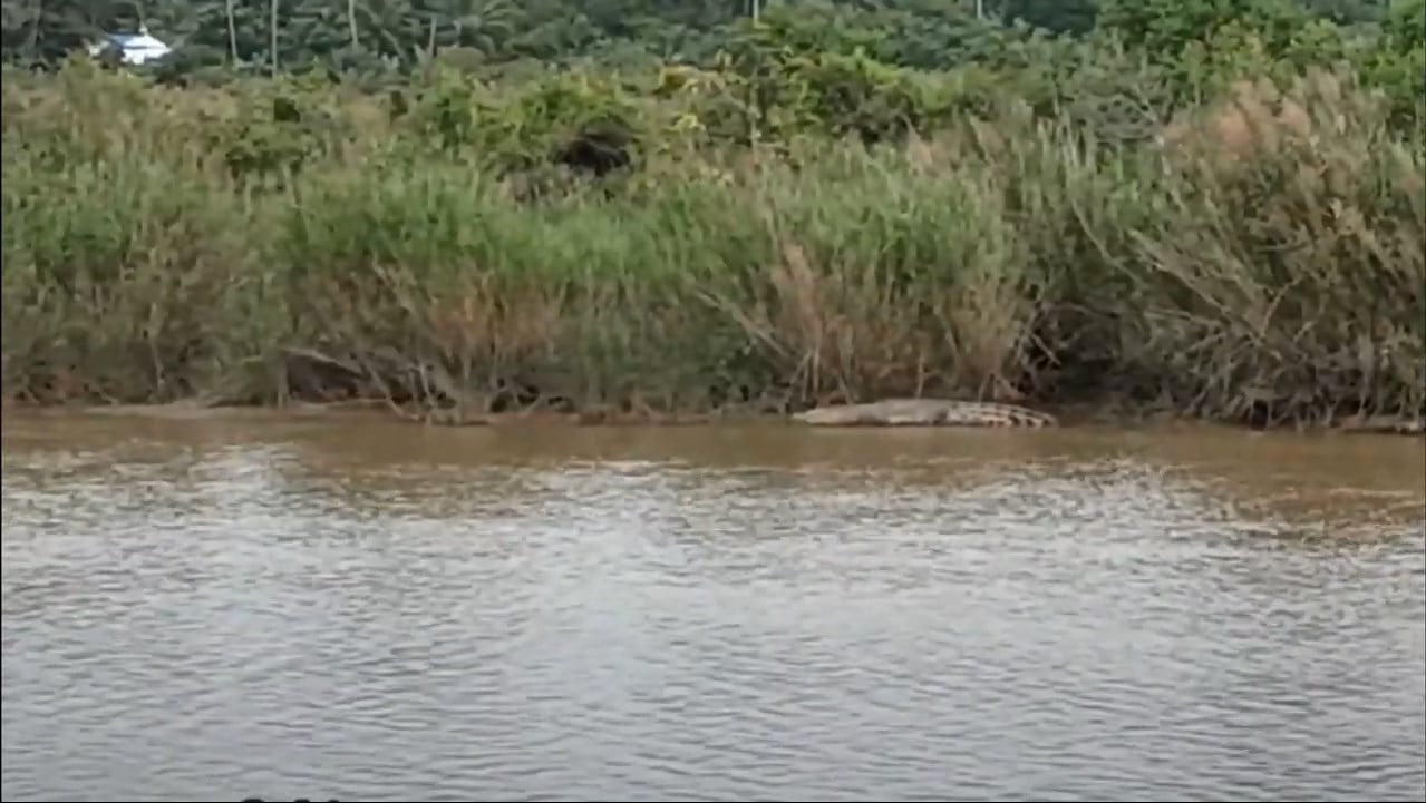 Ngeri! Seekor Buaya Muncul di Sungai Selaga Kabupaten Mukomuko