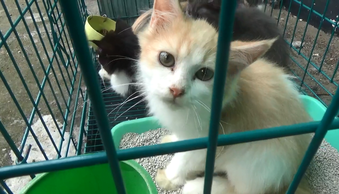 Hari Rabies Sedunia, Ratusan Pecinta Kucing Serbu Vaksin Rabies Gratis