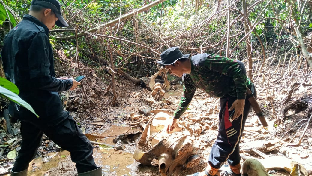 Konsorsium Bentang Seblat menemukan tulang gajah