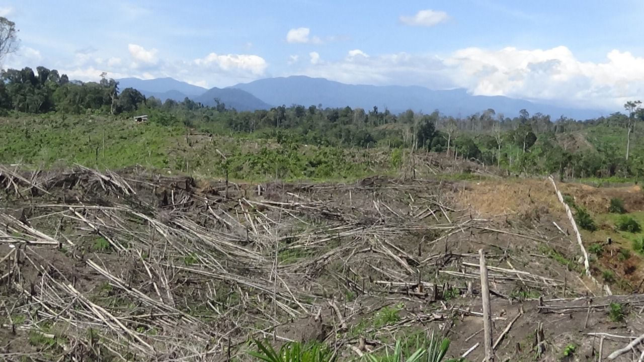 Kawasan hutan habitat Gajah Sumatera di Seblat. Dok, Konsorsium