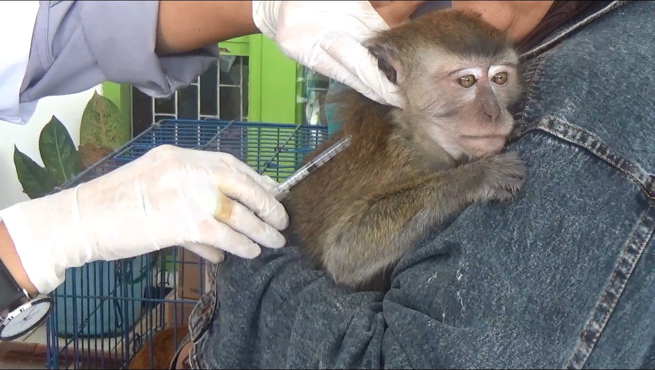 Ratusan Hewan Penular Rabies Disuntik Vaksin