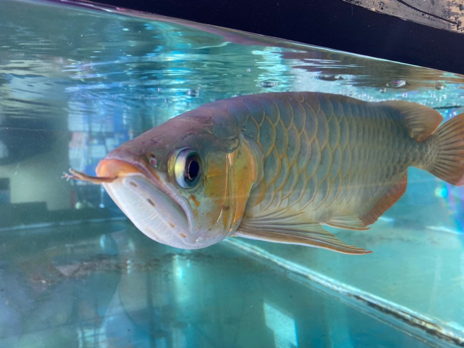 Cara Perawatan Ikan yang Baik dan Benar