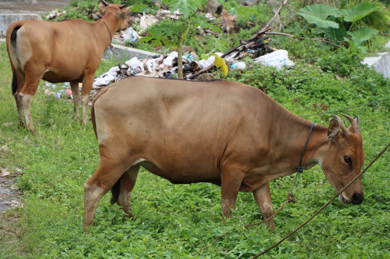 Barang bukti hewan ternak. Polda Bengkulu