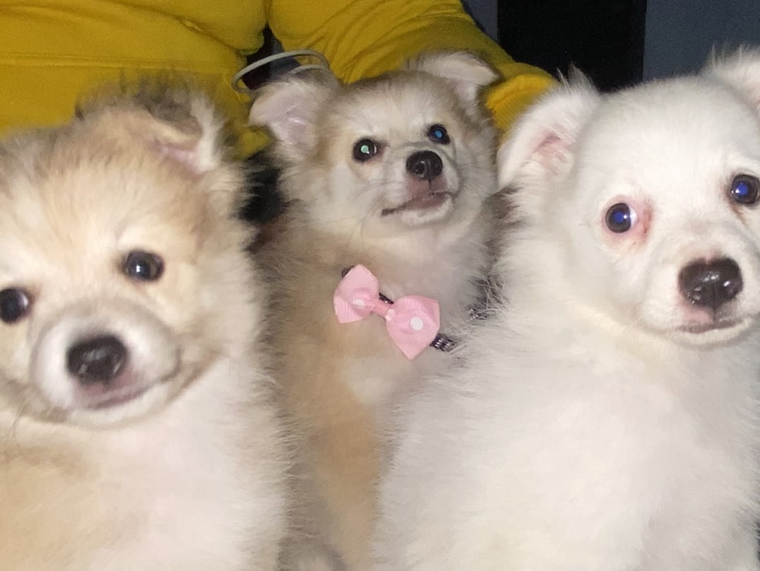 Empat Vaksin yang Harus Diberikan Kepada Anjing