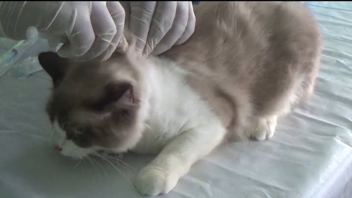 Dispangtan Kota Bengkulu Siapkan Seribu Dosis Vaksin Rabies