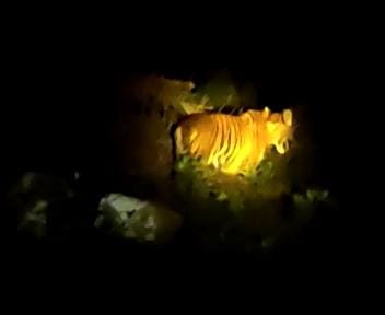 Warga Minta Pemerintah Serius Tanggapi Konflik Harimau di Malin Deman