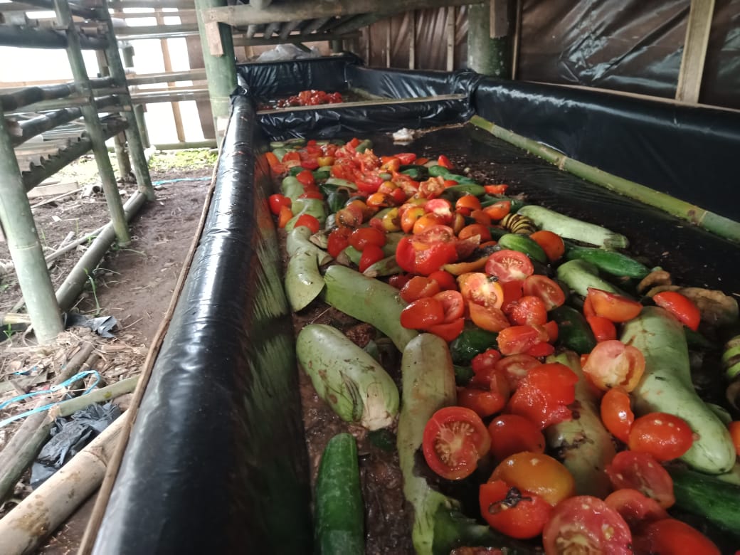Pesona Maggot, Atasi Sampah dan Beri Nafas untuk Pemuda Putus Sekolah di Rejang Lebong
