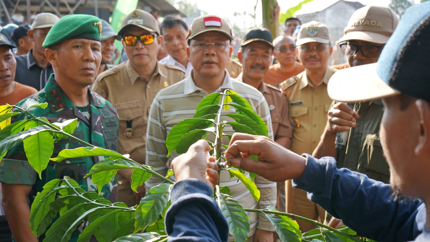 Gubernur Bengkulu dan Pangdam II Sriwijaya Lakukan Peremajaan Kopi di Ujan Mas Atas