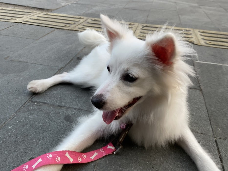 Cara Mencegah Kerontokan Pada Bulu Anjing