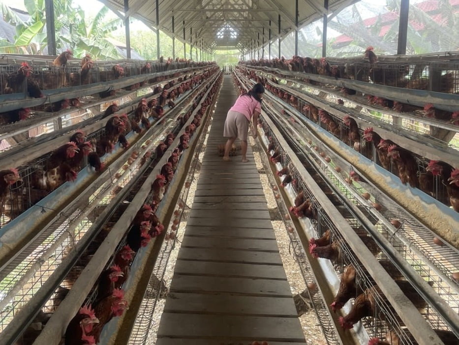 Trik Pengusaha Ayam Berjuang Lewati Covid-19