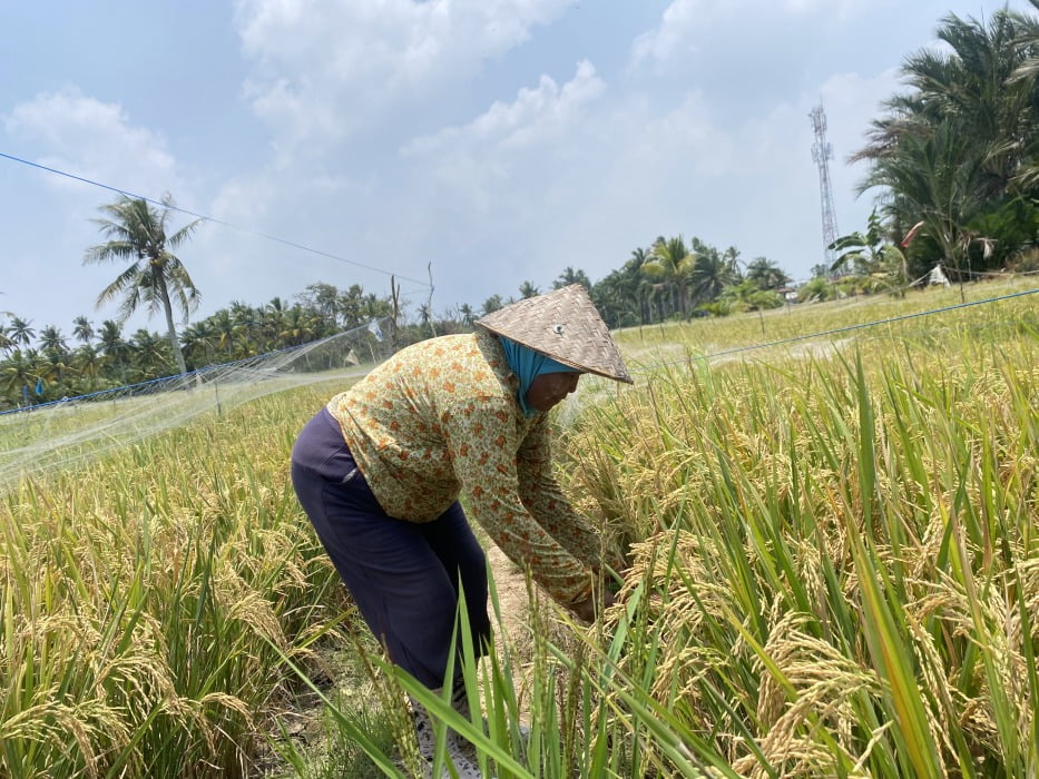 Hingga Juni, Hasil Produksi Padi di Kota Bengkulu Capai 1.500 Ton