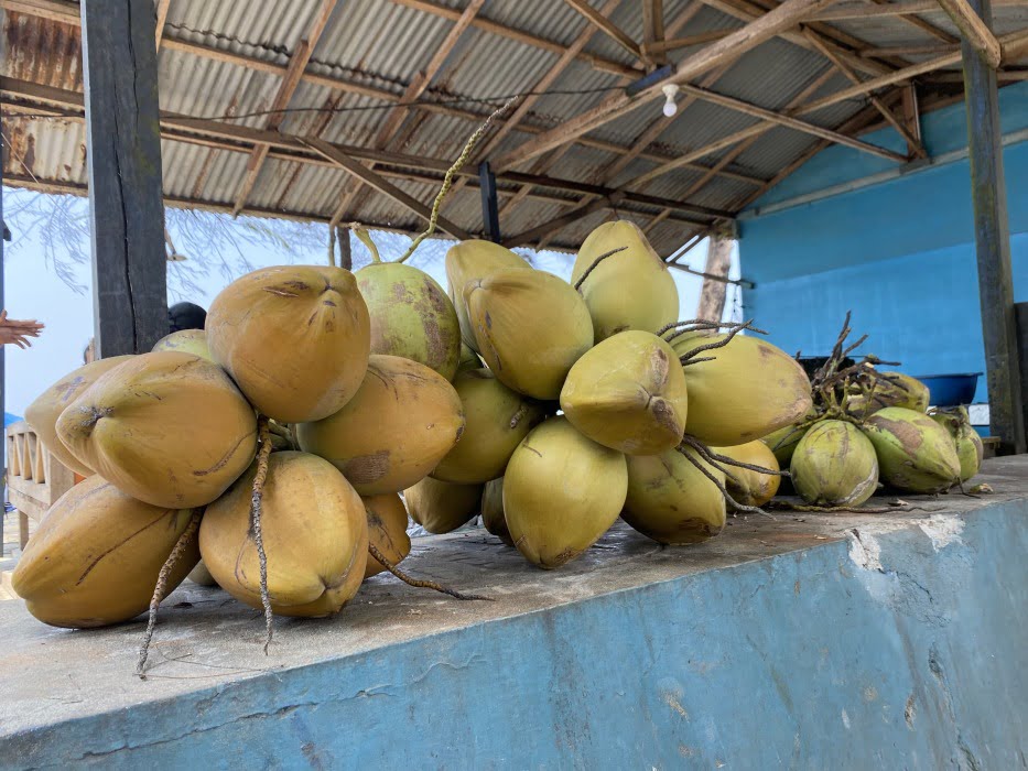 Kenapa Kelapa Hijau di Pantai Panjang Lebih Diminati dari Kelapa Kuning?
