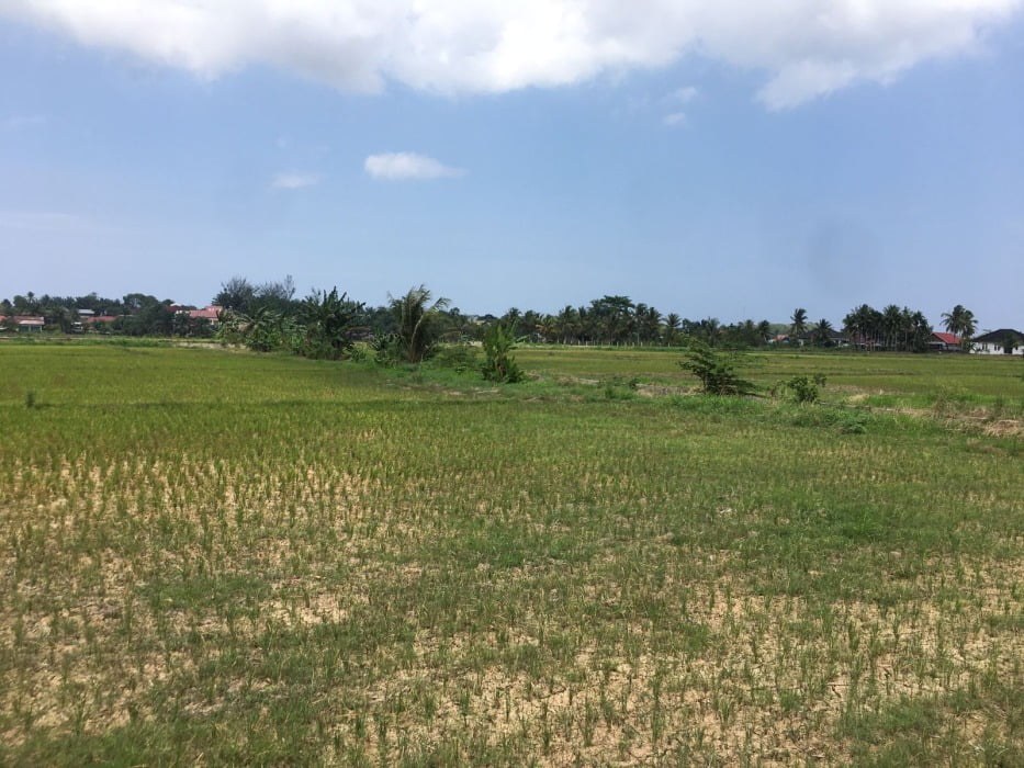 Salah satu lahan sawah di Kota Bengkulu. Foto, Indah/BN