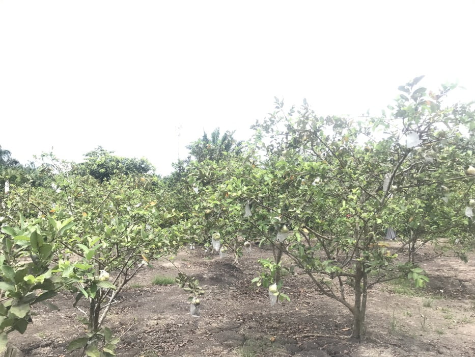 Liburan Sembari Memetik Buah di Kampung Buah Agrefi Bengkulu