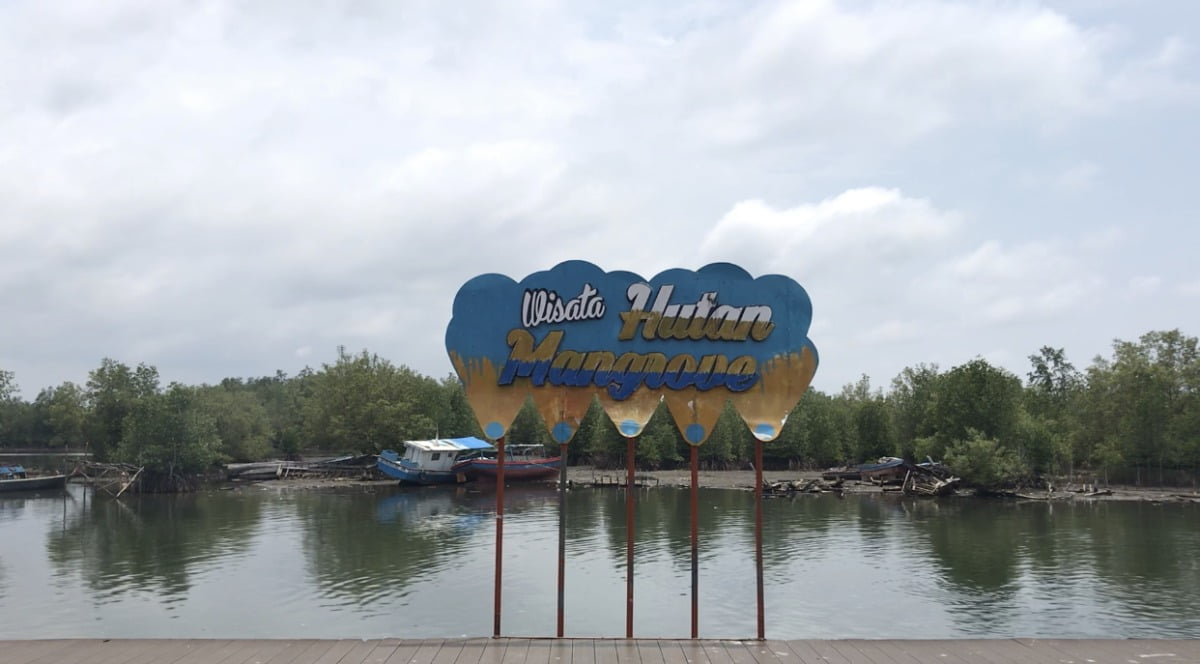 Yuk Wisata ke Taman Hutan Mangrove Bengkulu
