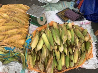 Jelang Momen Tahun Baru, Harga Jagung Manis Mengalami kenaikan