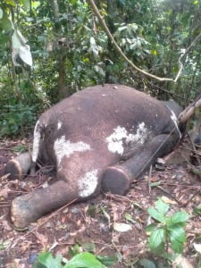 Mati di Jalur Gergaji; Habitat bertuan tak berhutan, langkah mundur konservasi Gajah Seblat