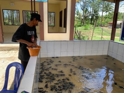 Konservasi Penyu Alun Utara, Rumah Pendaratan Terbanyak se Indonesia