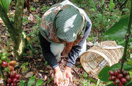 Harga Kopi Melejit, Pelaku UMKM Gulung Tikar