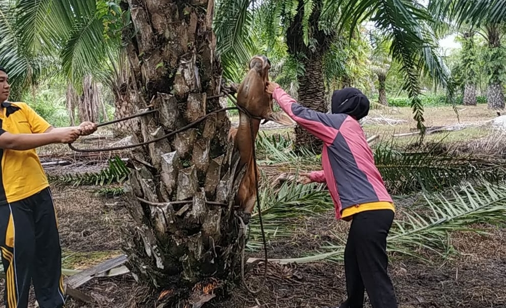 Hati-hati Beli Sapi Kurban dari Luar Provinsi, Ikuti Saran ini