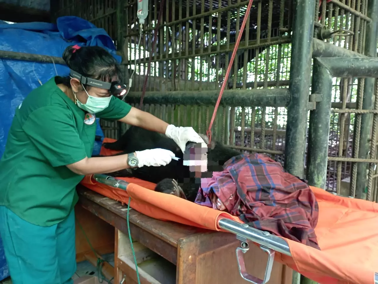 Kaki Beruang yang Terjerat Tali Tambang di Mukomuko Diamputasi