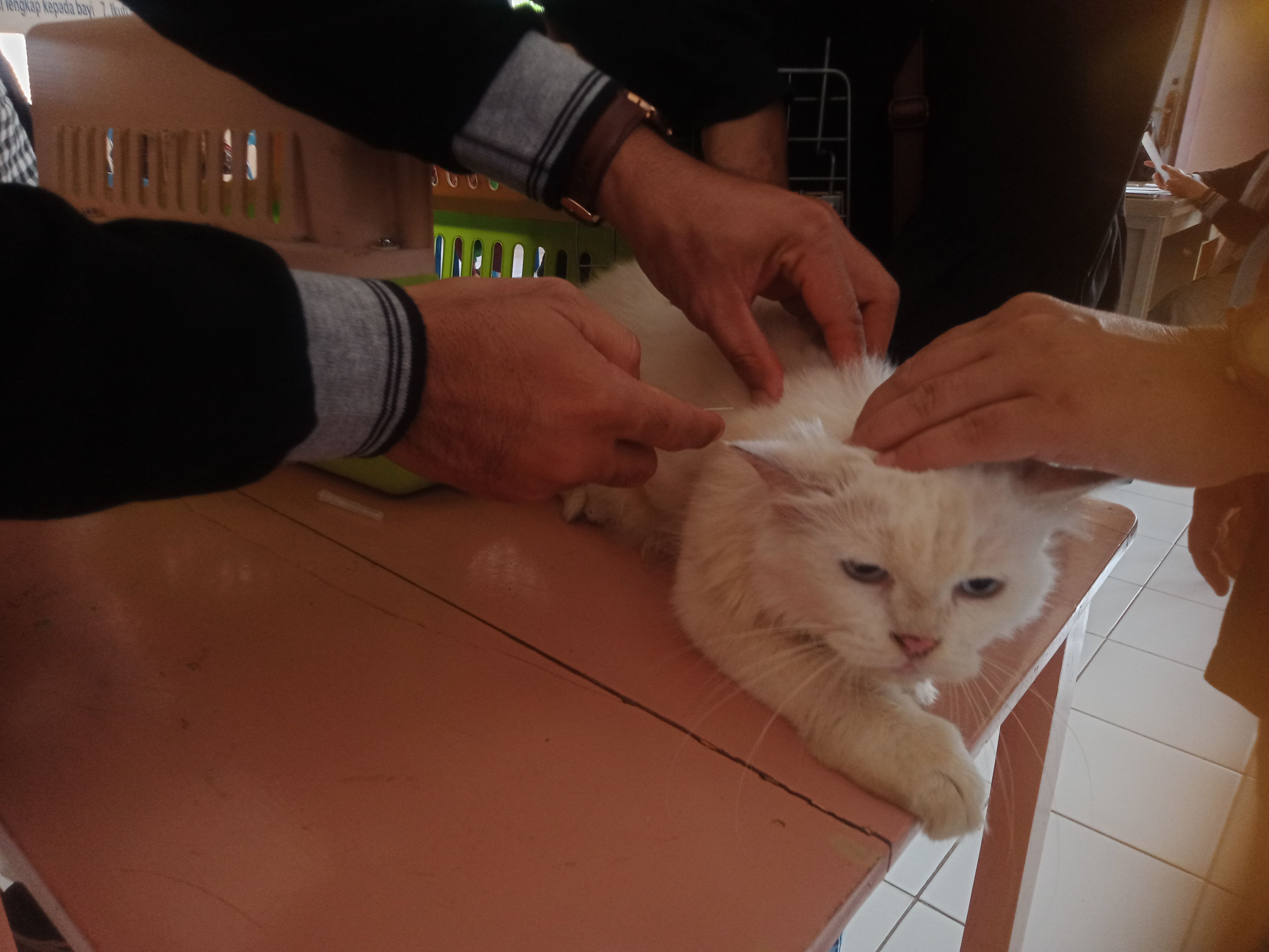Akibat Ada Warga Digigit Anjing Gila, Disnak Keswan Provinsi Adakan Vaksin Rabies Massal