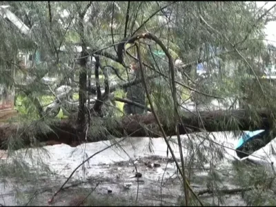 Akibat Hujan Deras, Pohon Berukuran Besar Roboh dan Timpa Mobil