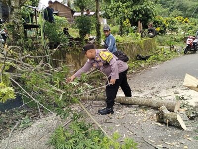 Pohon Tumbang Tutupi Jalan Lintas Bengkulu Utara Menuju Lebong