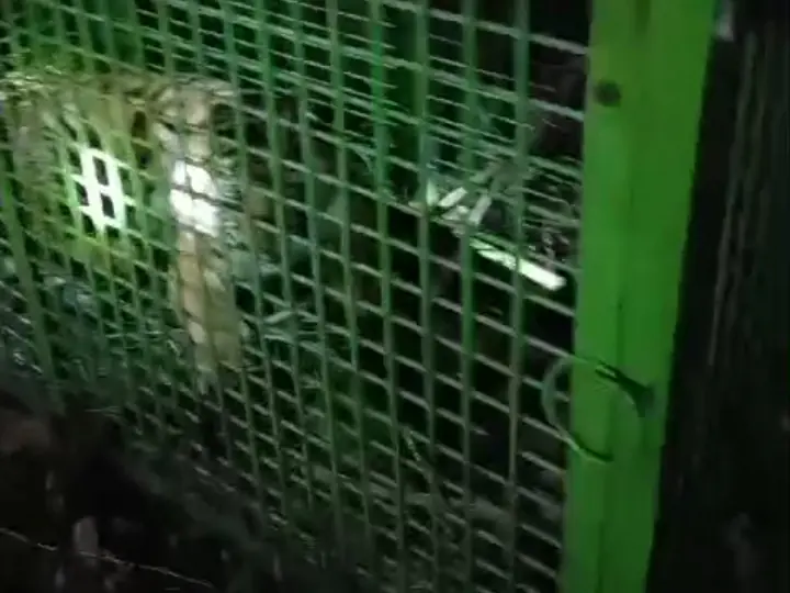 Diumpan 1 Ekor Kambing, Seekor Harimau di Bengkulu Utara Masuk Perangkap