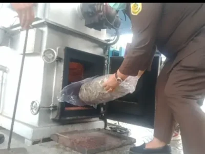 Ganja Sebanyak 2 Kilogram Milik Mahasiswa di Bengkulu Dimusnahkan