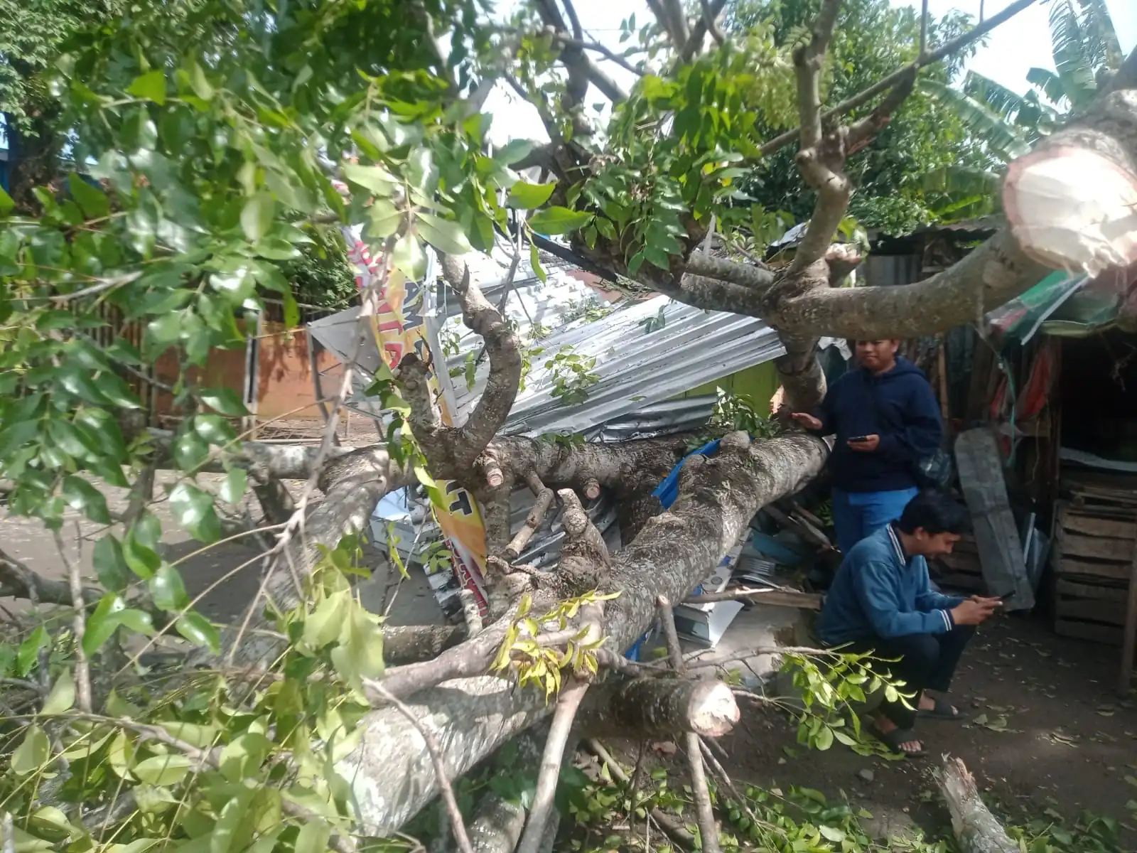 Warung Pangsit di Tebeng Hancur Lebur Ditimpa Pohon Kedondong