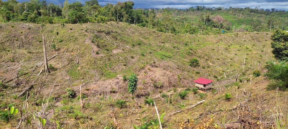 Konsorsium Bentang Alam Seblat Desak Menhut Cabut Izin PT API