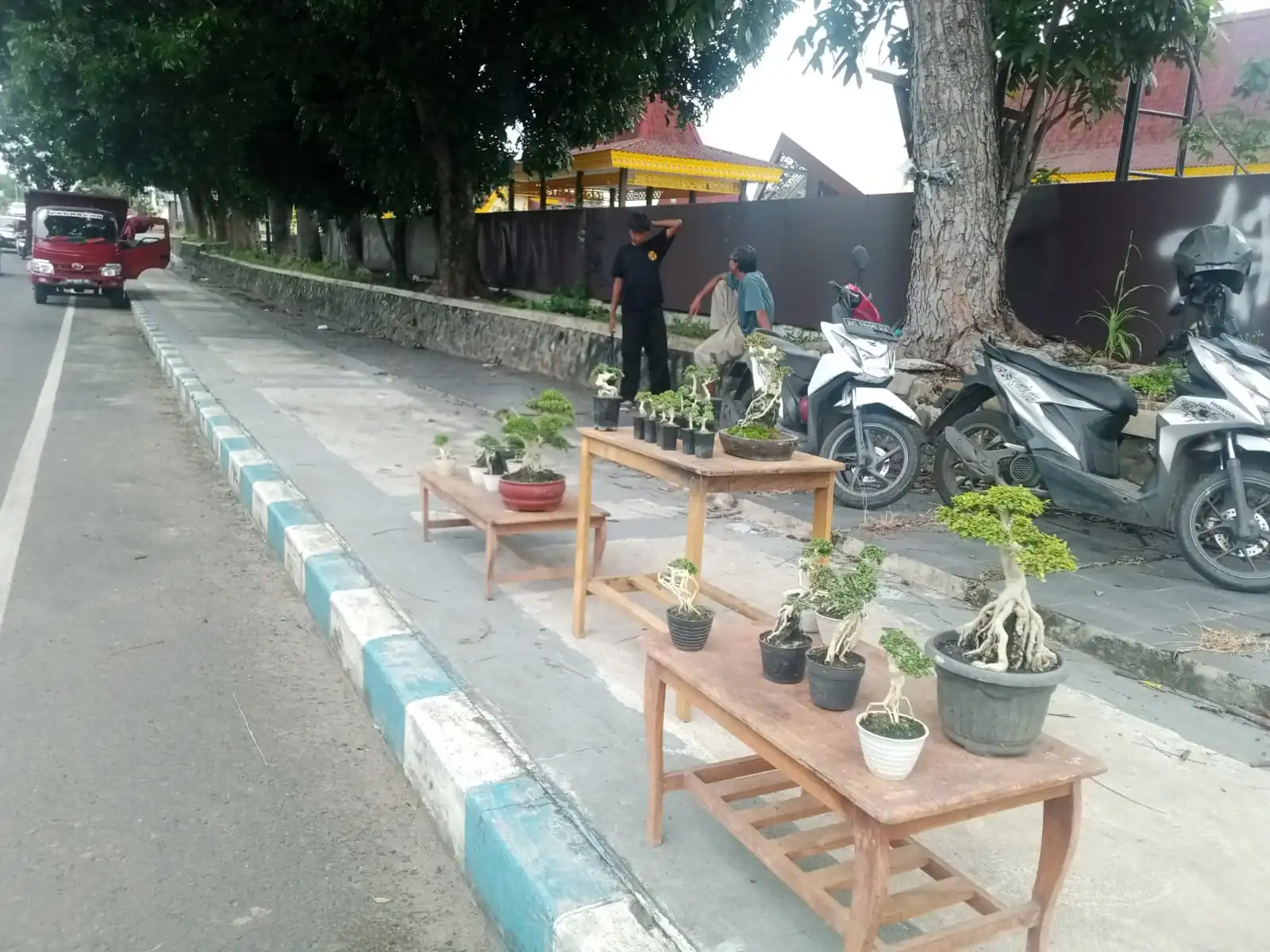 Cerita Nasri, Jualan Bonsai sambil Berbagi Ilmu