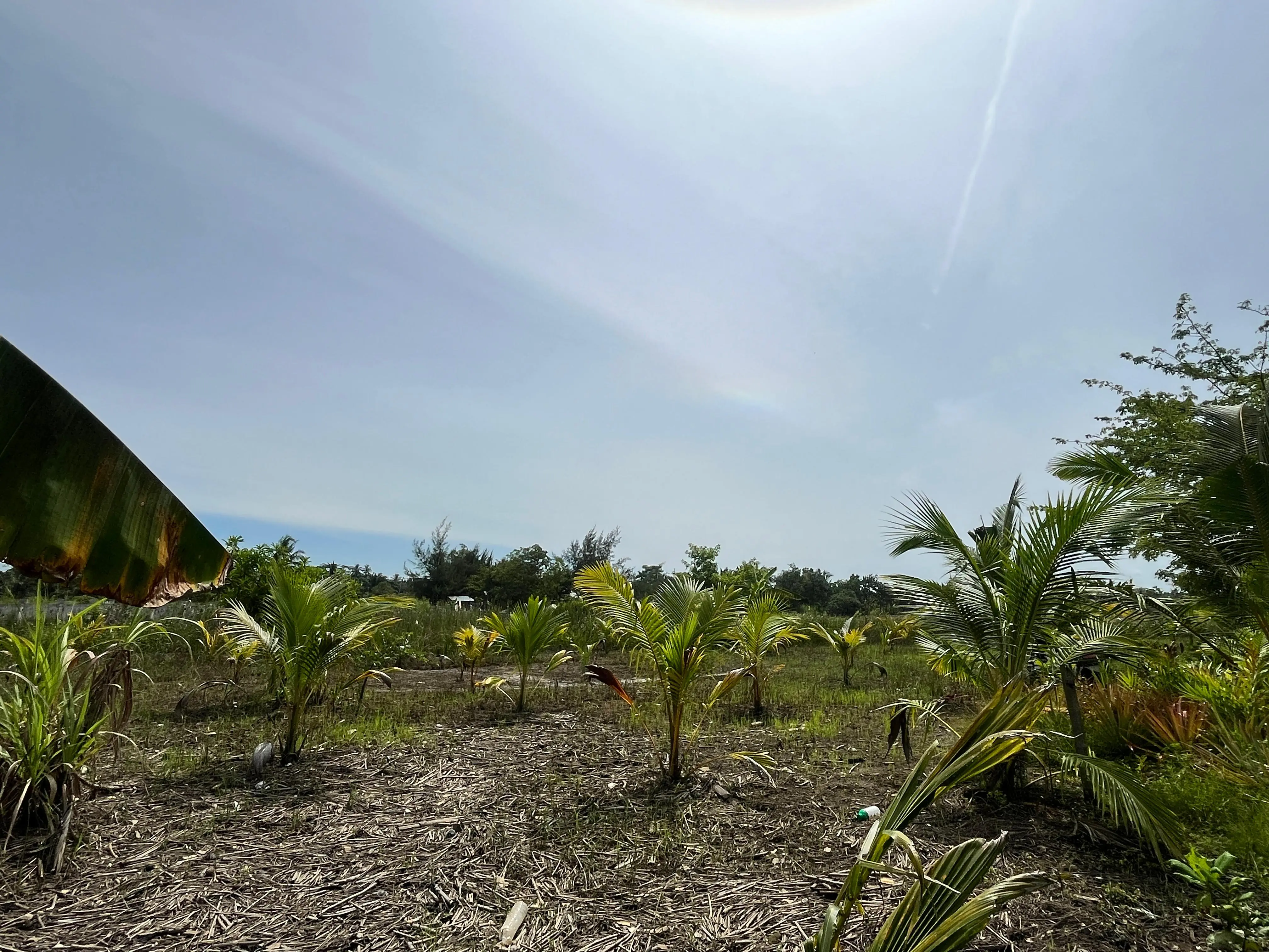 Tekad Ansori, Petani Bengkulu yang Sulap Lahan Mustahil jadi Pulau Sakti