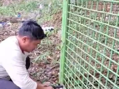 Perangkap Harimau Sumatera di Mukomuko Resmi Dicabut