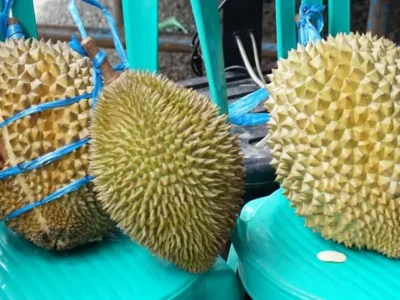 71 Varietas Bersaing dalam Festival Durian II Padang Ulak Tanding