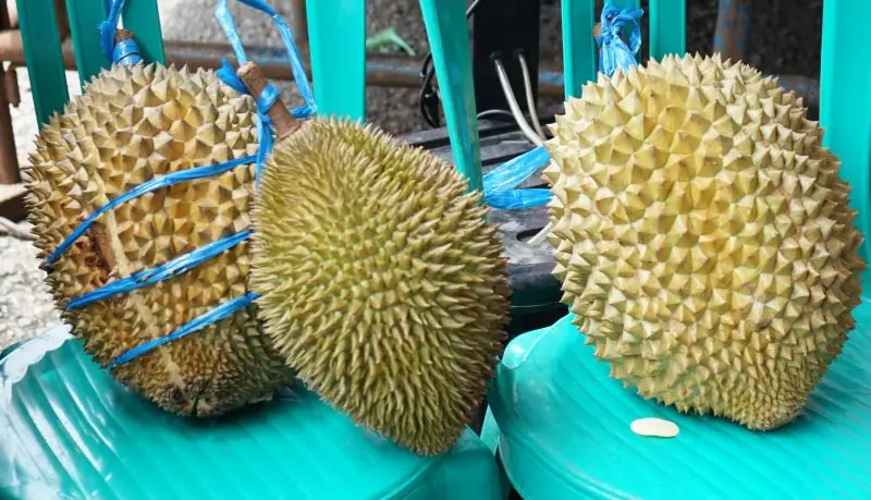 71 Varietas Bersaing dalam Festival Durian II Padang Ulak Tanding