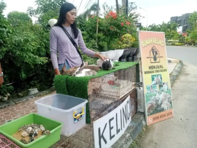 Mengintip Keuntungan Bisnis Jualan Kelinci di Pinggir Jalan