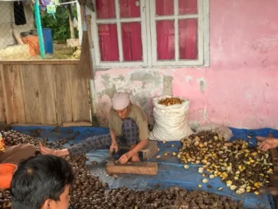 Jengkol Enggano: Narasi Ekonomi di Antara Potensi dan Tantangan Struktural