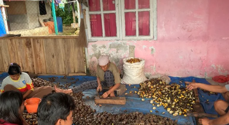 Budidaya jengkol Enggano. Foto, Febri Lailatusshiva