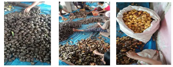 Buruh Kupas Jengkol Enggano: Representasi Kegagalan Struktural