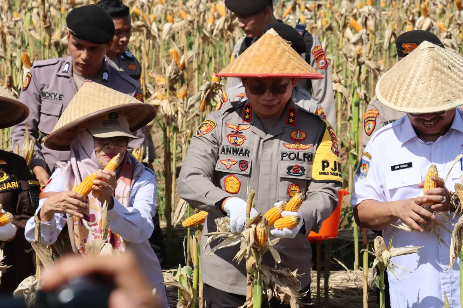Panen Jagung Serentak: Bengkulu Hasilkan 30 Ton, Kapolda Bidik 100 Ton di Tahap Berikutnya