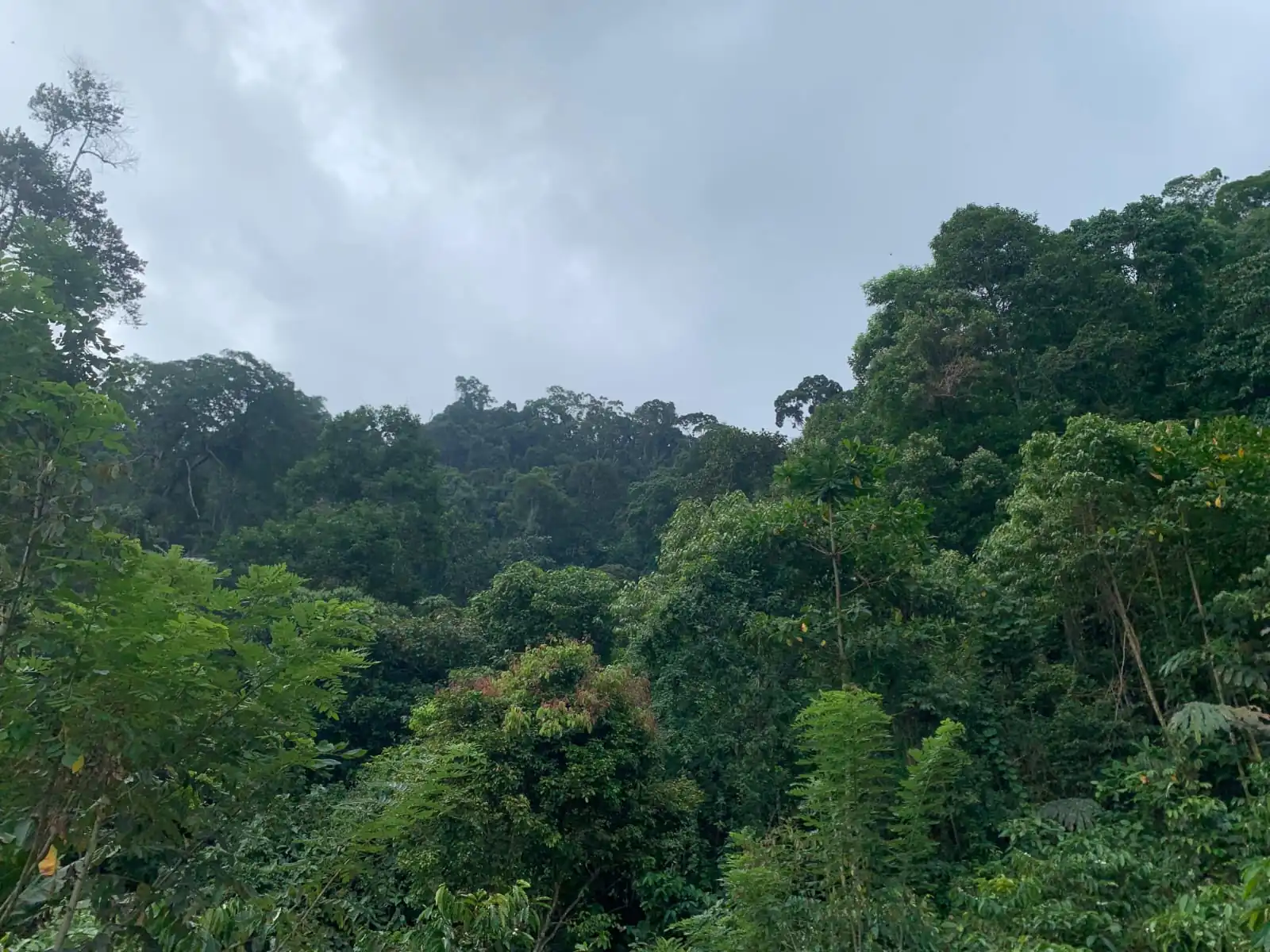 PT ESDM Siap Menambang di Hutan Lindung Bukit Sanggul Kabupaten Seluma
