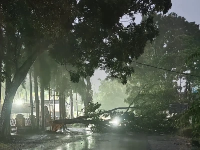 Ketua RT Khawatir dengan Kondisi Jejeran Pohon Tua di Jalan Museum