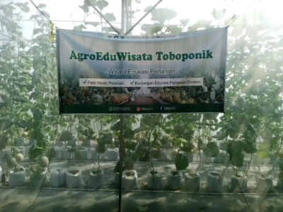 Mencicipi Melon di Agro Eduwisata Toboponik Jenggalu