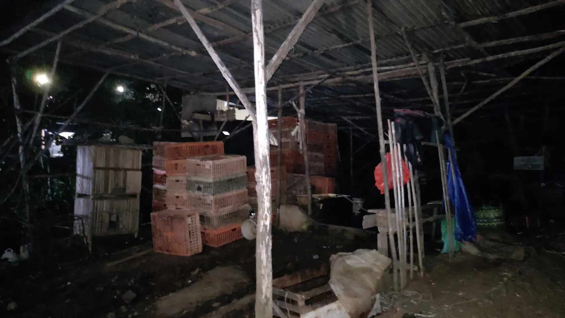 Ketua RT Akui Sudah Tegur Gudang Potong Ayam di Dusun Besar, Tapi Diabaikan